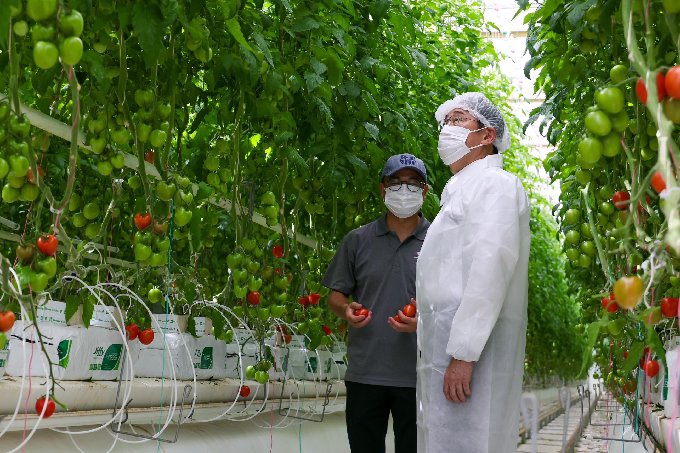 岸田首相视察一家栽培番茄的企业2