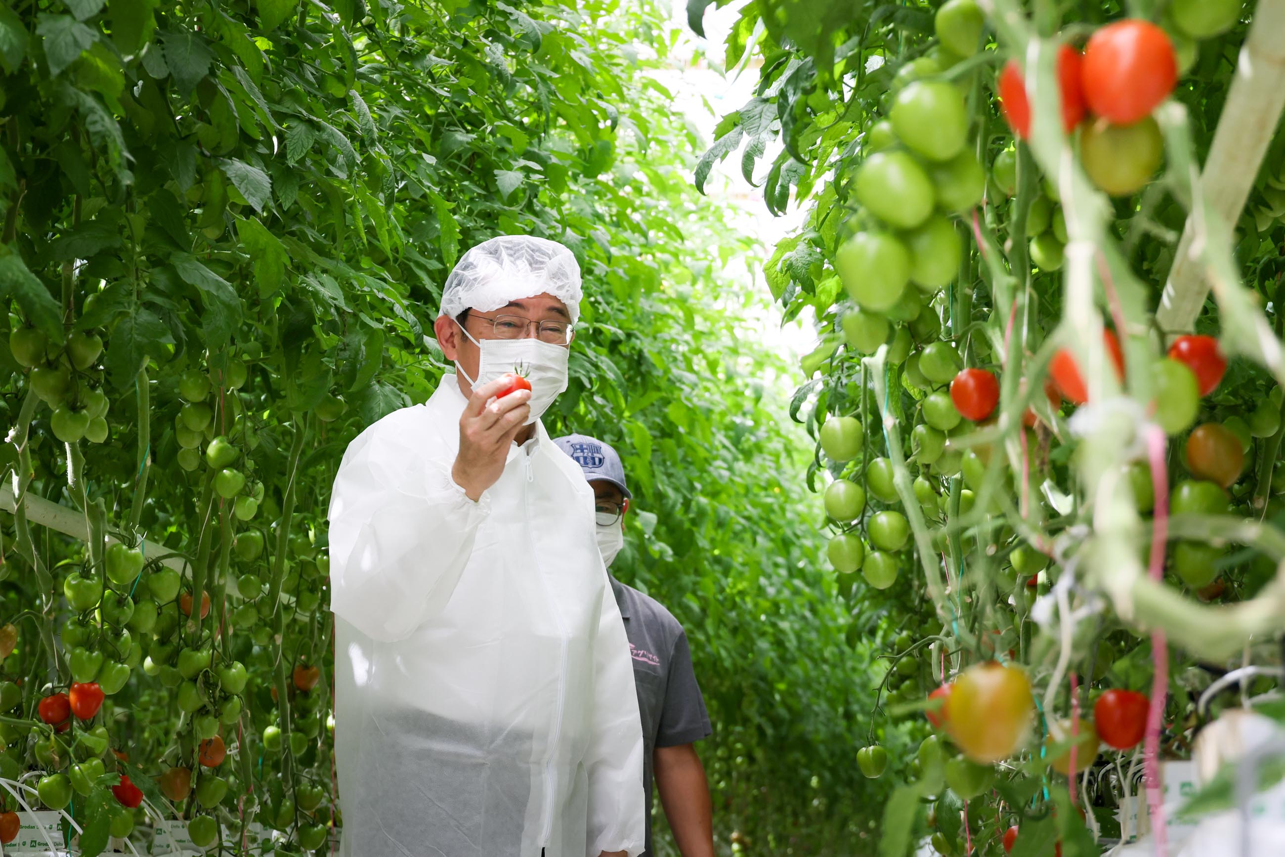 トマトの収穫体験をする岸田総理２