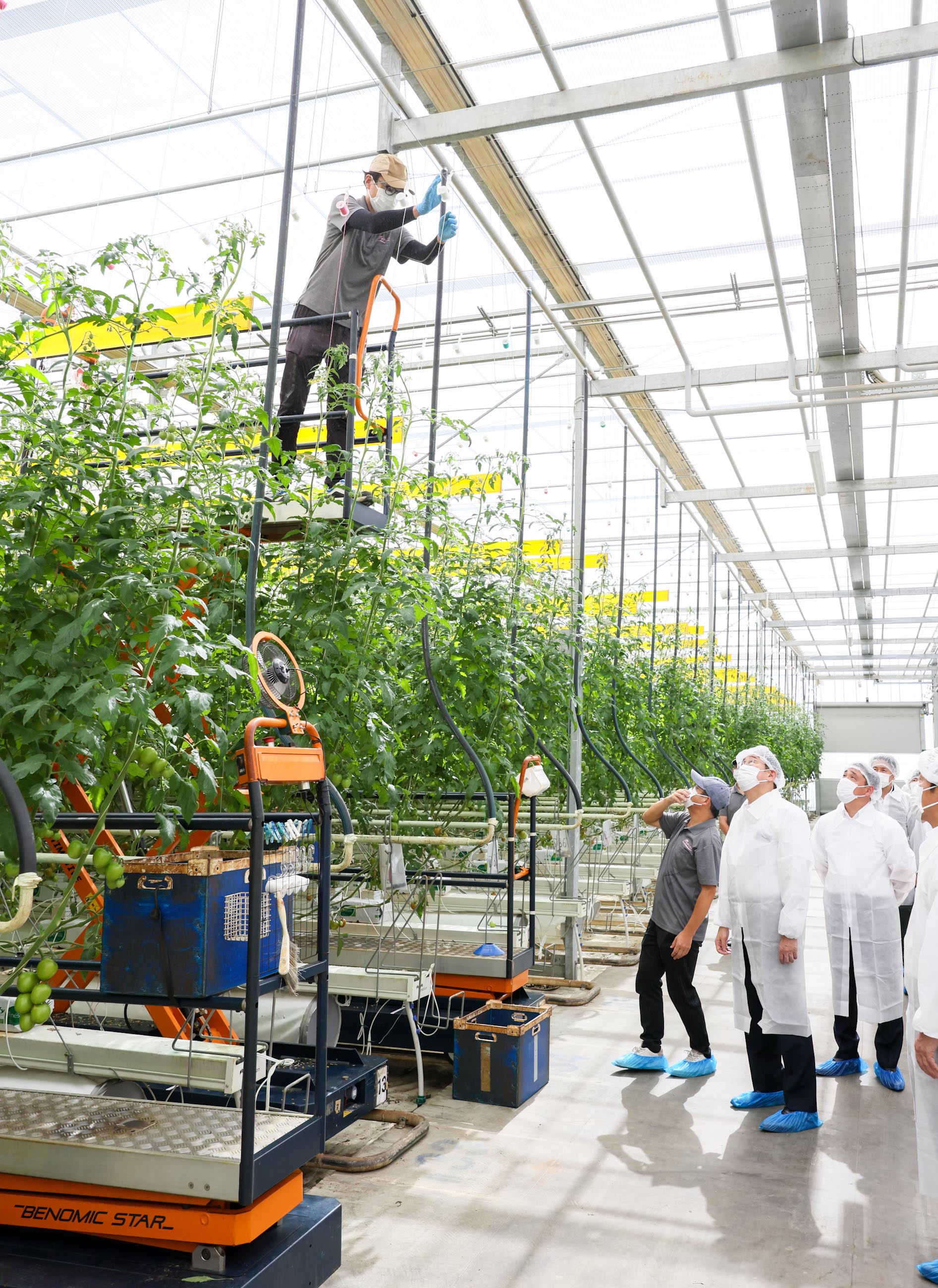 トマト栽培を行う企業を視察する岸田総理３